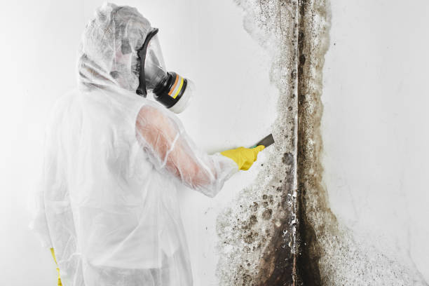 Best Office Mold Removal Services  in Los Ranchos, CA
