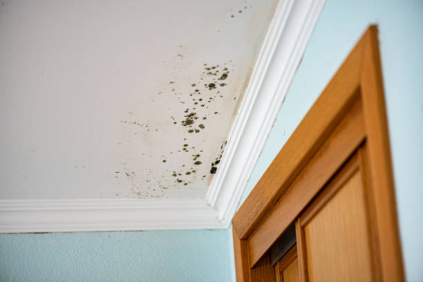 Best Fast Mold Removal  in Los Ranchos, CA