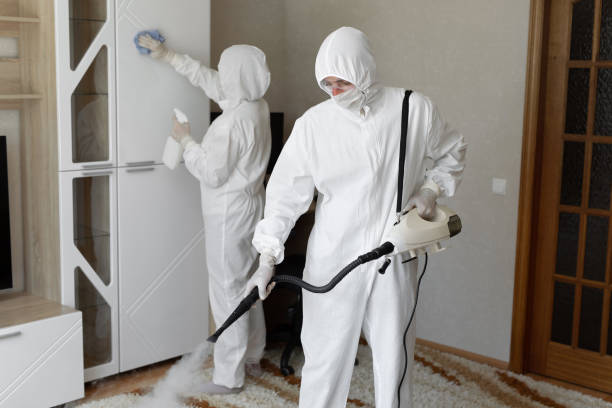 Mold Removal Process in Los Ranchos, CA
