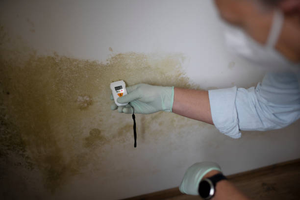 Best Mold Remediation Experts  in Los Ranchos, CA