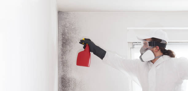 Best Black Mold Removal  in Los Ranchos, CA