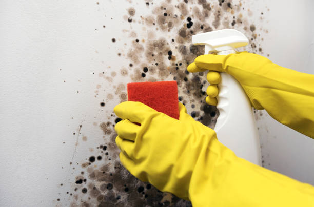 Best Mold Removal Company Near Me  in Los Ranchos, CA