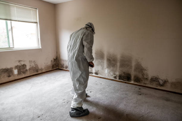 Best Attic Mold Removal  in Los Ranchos, CA