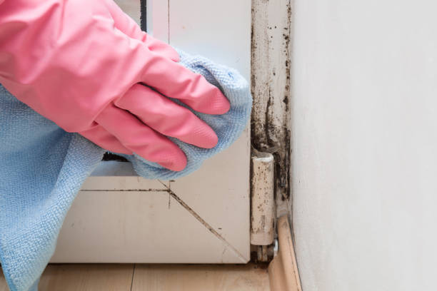 Attic Mold Removal in Los Ranchos, CA