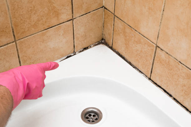 Best Emergency Mold Removal  in Los Ranchos, CA