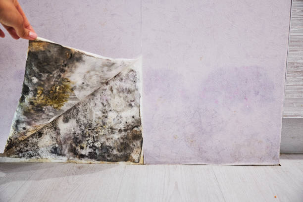 Best Black Mold Removal  in Los Ranchos, CA